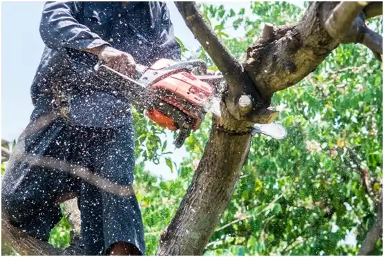 tree services Oxford